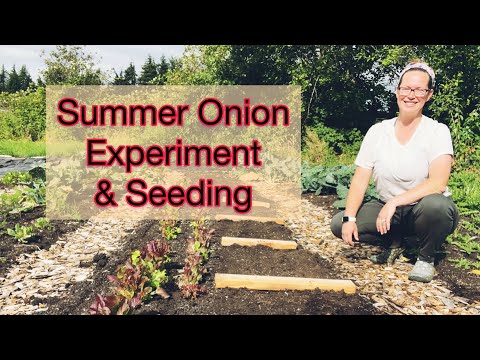 Summer Onion Experiment and Seeding of Onions | PNW Zone 8b