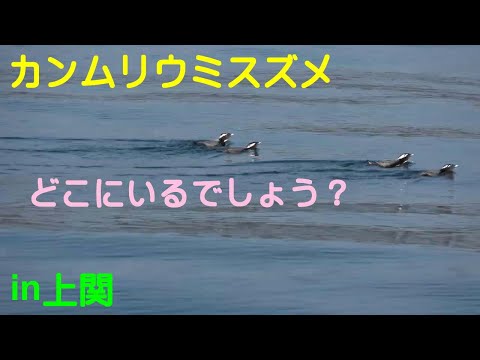 原発建設予定地沖のカンムリウミスズメ