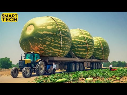 How Are 100 Million Tons of Watermelons Harvested? | Agriculture Technology