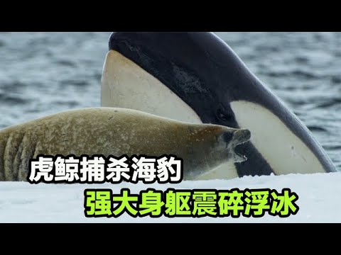 虎鲸猎杀海豹，横冲直撞闯狩猎场，浮冰上的海豹还能幸存吗？【九尾style】