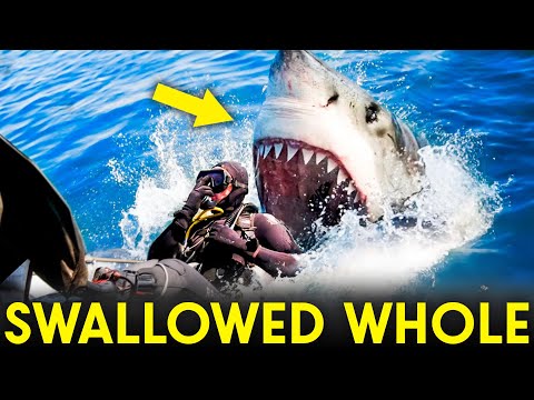 Great White Shark CONSUMES Diver in Front Of His Friends