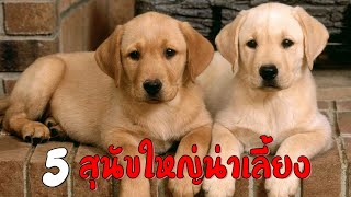 5 สายพันธุ์ สุนัขพันธุ์ใหญ่น่าเลี้ยง