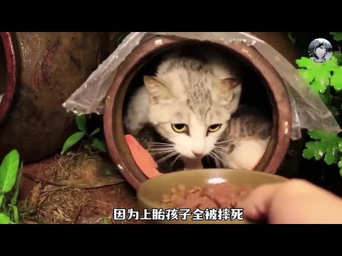 流浪猫上胎孩子全夭折，好心屋主却无法取得信任，但结局很暖