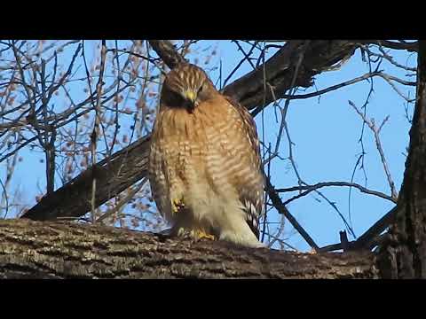 Hawk on  Branch