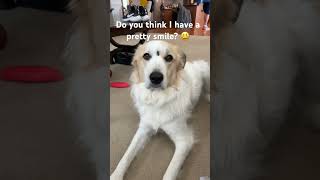 Do you like my smile? 😃 #dog #funny #cute #fyp