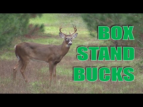 Awesome whitetail buck footage from box stand | N1 Outdoors #whitetail #hunting #deer