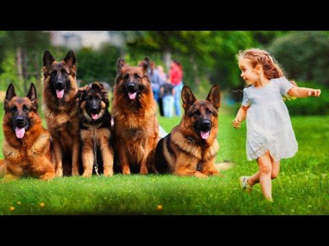 Everyone Was Shocked When They Realized What German Shepherds Were Protecting This Girl From!