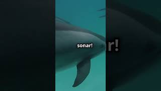 Dolphins  The Geniuses of the Ocean| Knowledge-Facts| English Story #english #factsoffreefire