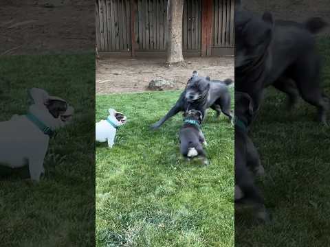 2 Frenchies Corner a Cane Corso! 😅 #play #frenchbulldog #canecorso #puppy #hiphop #kendricklamar