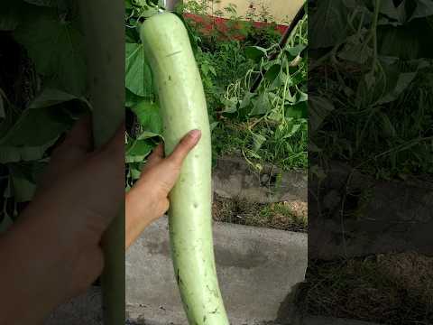 Harvesting of Bottle Gourd #garden #ideas #greenskeeper