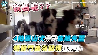 【4伯恩山犬鼻子集體失靈 媽躲門後沒發現超呆萌！】｜FB / 伯恩山聯萌 - Bernese Lovers