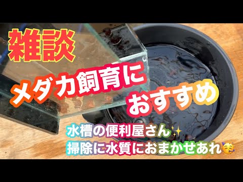 (メダカ)雑談　メダカ飼育におすすめ！水槽の便利屋さん　メダカを始める方😍