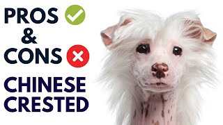 Chinese Crested Dog Breed Pros and Cons | Chinese Crested Advantages and Disadvantages