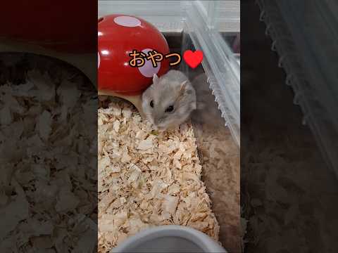 食欲の秋真っ盛りなハムスター（ピク）#ハムスター #食欲の秋#おやつ#可愛い#癒し#hamsters