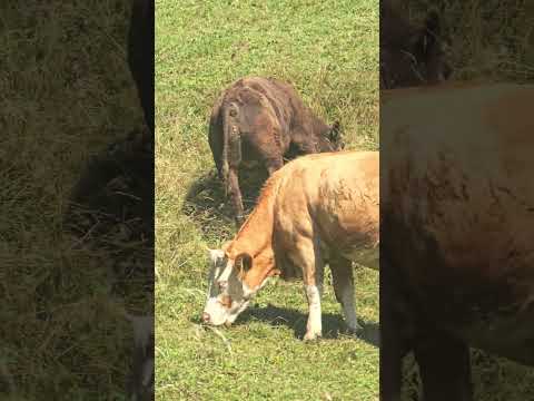 Cows at the Alps #animals #cow