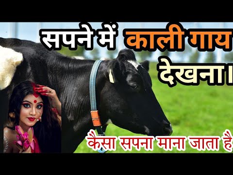 सपने में काले रंग की गाय देखना कैसा सपना माना जाता है meaning of the black cow#hindufesti #astrology