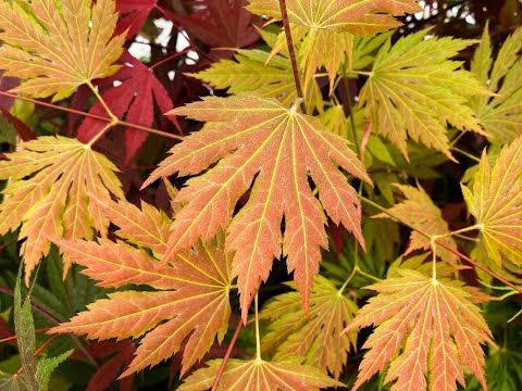 Acer palmatum x circinatum 'Ever Autumn' Japanese Maple