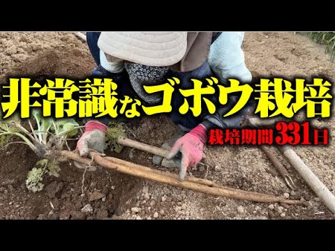 【通常は150日】常識の倍以上栽培したゴボウの収穫と食べてみた感想【ゴボウ】【波板栽培】