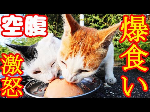 空腹すぎてシャーシャー！激怒する猫にご飯をあげたら・・・ さくらねこへの給餌