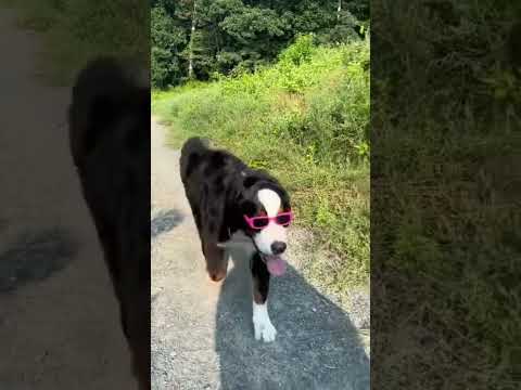 Hypnotize (walty’s version) | funny Bernese mountain dog video