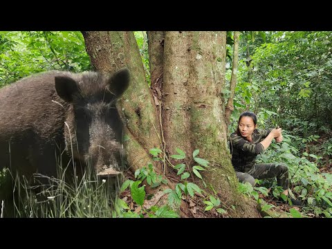 Set A Trap Tor Wild Chickens And Be Attacked By Ferocious Wild Boars / Bushcraft survival