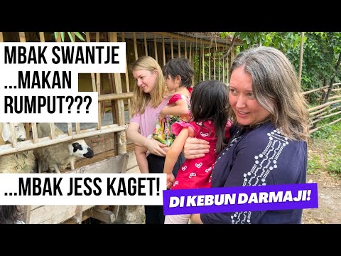 Mbak-Mbak Bule PANIK Kambing Darmaji Lepas Dari Kandang!! Siapa Yang Bisa Menangkapnya??