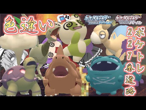 【ポケモンBDSP】パッチールが大量発生したから色違い欲しい…じゃあついでに227番道路の色違いポケトレで全部ゲットしちゃお♡【ゆっくり実況】