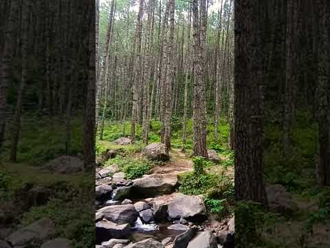 The sound of flowing water #forestrelaxation #nature #relaxingforestsounds #relaxing #soothingsound