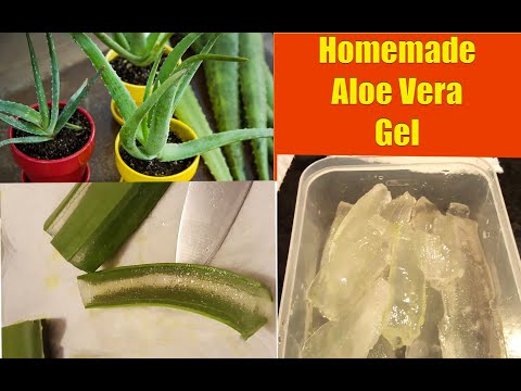 Aloe Vera Plants: Extracting Gel From Aloe Vera Plants At Home!  Shirley Bovshow