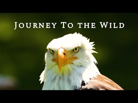 Journey To The Wild: An Original Cinematic Wildlife Experience(4K)