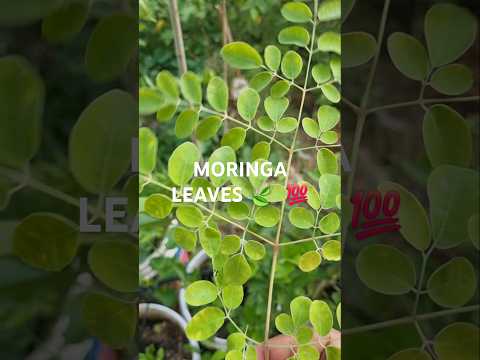 Moringa Leaves Harvest medicinal plant(S-063) #shorts #youtubeshorts #garden #harvest#moringa #plant