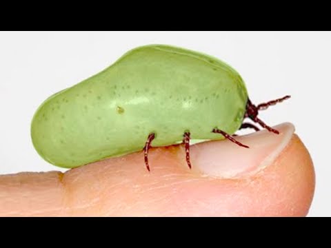 15 Most Dangerous Bugs Around The World