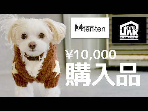 【購入品紹介】ペットアイテム約1万円分！リピ品から初めての物まで…実際に使ってみた様子も要チェック🐶【＃091】Introducing purchased pet goods