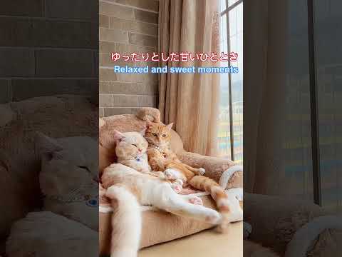 ゆったりとした甘いひとときRelaxed and sweet moments#猫たち成長記録楽しい生活瞬間動画#cutest cat couple family life happy time