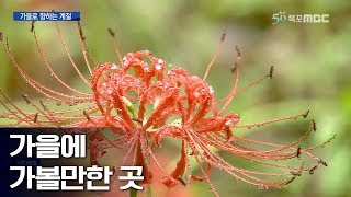 비갠 후 가을정취-함평 용천사 꽃무릇잔치 외[NEWS]