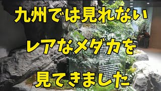 【メダカッキーch】神戸でレアなメダカ見てきました。