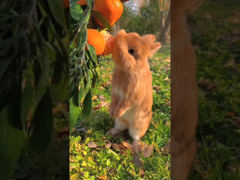 Cute bunny eating oranges 🍊#rabbit#bunny#shorts#viral#nature#pet#animal