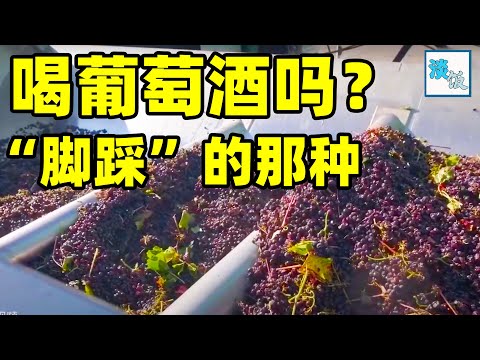 葡萄酒是怎么做成的？脚踩葡萄已成为过去式，新旧时代技术的碰撞｜淡饭电影