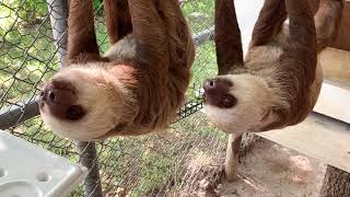 Sloths - Zoo Miami Special Tours