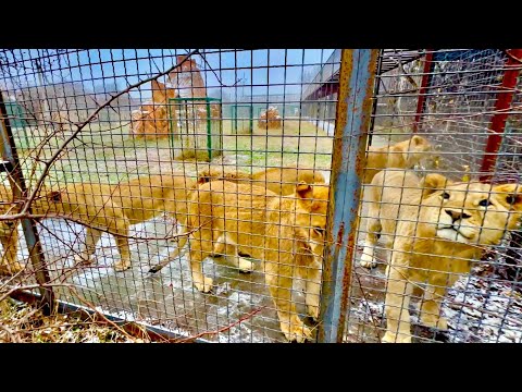 В Тайгане пошел снег и я поехала по парку проведать всех питомцев!!!