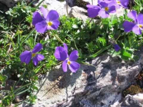 Loreena McKennitt - Skellig