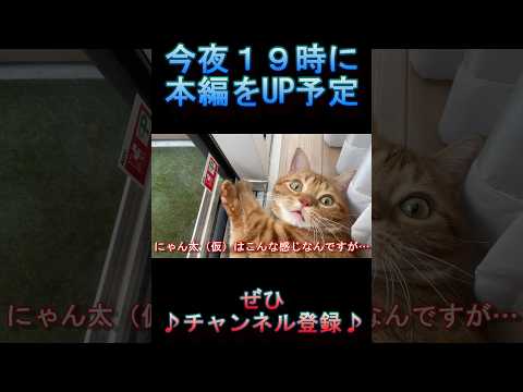 【本日19時予告】にゃん太（仮）と〇〇（仮）の癒し動画♪【アメショー】【アメリカンショートヘアー】【犬】【尻尾】【癒し】【可愛い】【肉球】【ゴロゴロ】#cat#shorts