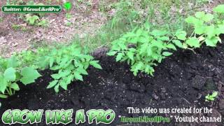 Crazy Cucumbers   July 11 Update   GrowLikeAPro YouTube