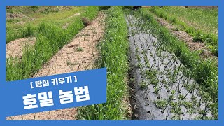 [땅심 키우기]호밀농법 - How to do rye agricultural