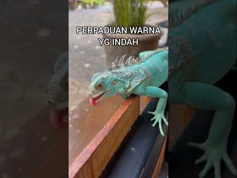 IGUANA SADAR KAMERA🎬#funnyvideo#funny #reptiles#zoo#animals#animallover#shortvideo#pets#viralvideo