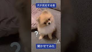 犬が反応する音を聞かせてみた　#shorts #dog #犬