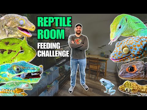 REPTILE ROOM FEEDING CHALLENGE! Lizards, Snakes, Frogs and Arachnids!