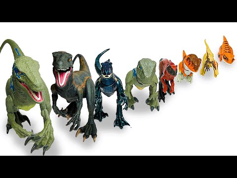 HUGE Collection Of Raptors Lined Up By Size | Velociraptor, Indoraptor, Pyroraptor & More!