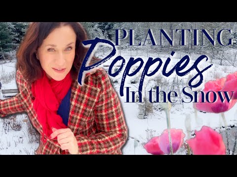 Discover the Beauty of Snow Planting Poppies in MY FRENCH FARMHOUSE GARDEN