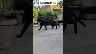 cat parade rehearsal #shorts #viral #shortvideo #cat